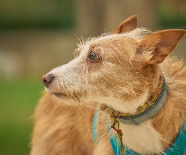An,Elderly,Podenco,Dog,With,Gray,Hair,On,Its,Face.