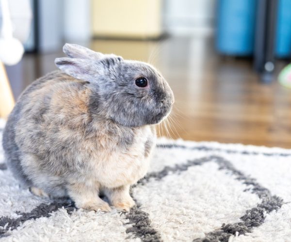 Gray,Bunny,Fluffy,Rabbit,Baby,Sitting,On,Carpet.,Portrait,Of